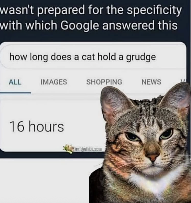wasn't prepared for the specificity with which Google answered this how long does a cat hold a grudge ALL IMAGES 16 hours SHOPPING NEWS Budgetto1.com
