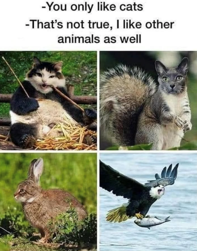 -You only like cats -That's not true, I like other animals as well
