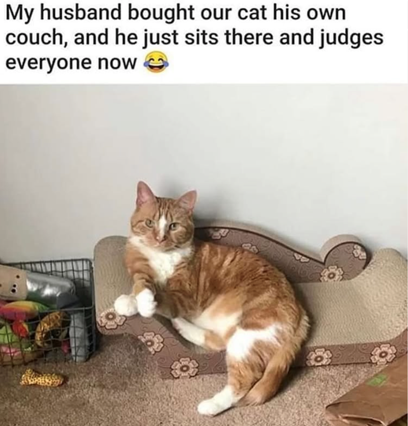 My husband bought our cat his own couch, and he just sits there and judges everyone now