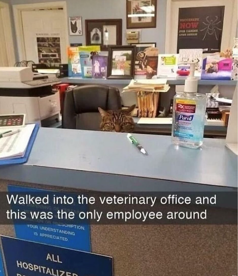 VACCERATE NOW FOR CANDE LYME SOLI 2X Purell ALANCER Walked into the veterinary office and this was the only employee around ON HILGCRIPTION YOUR UNDERSTANDING IS APPRECIATED. ALL HOSPITALIZE