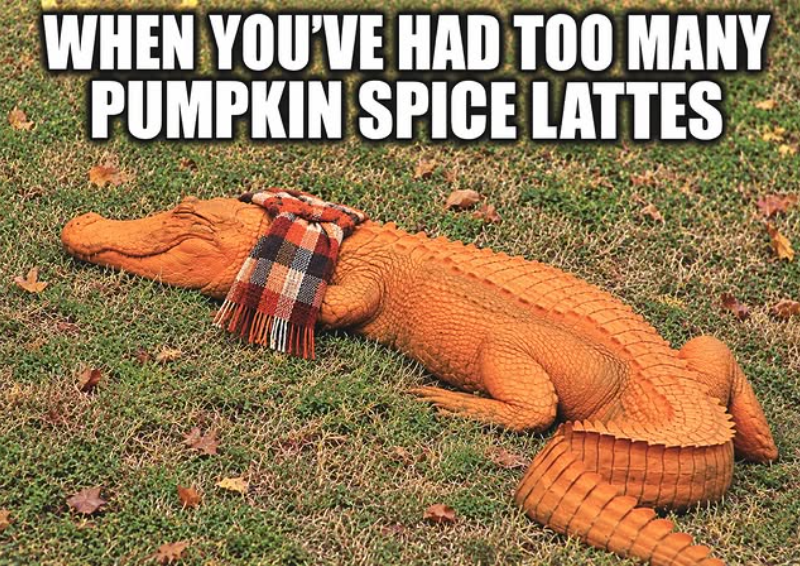 WHEN YOU'VE HAD TOO MANY PUMPKIN SPICE LATTES