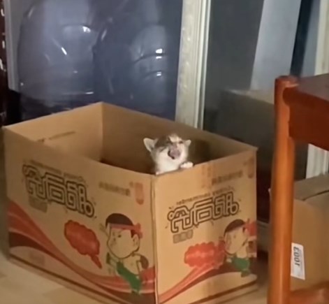 1003