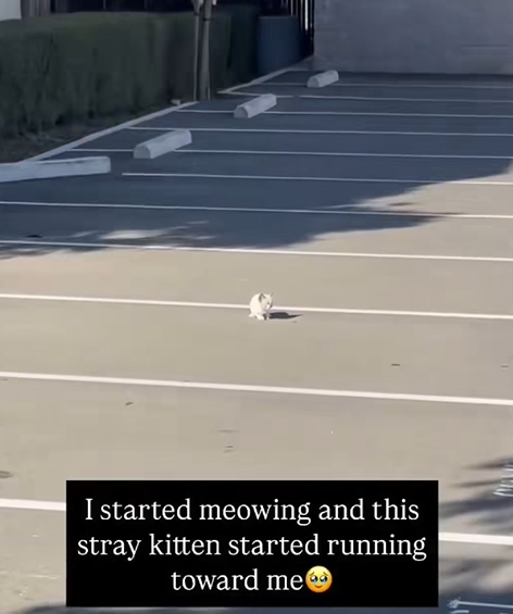 I started meowing and this stray kitten started running toward me