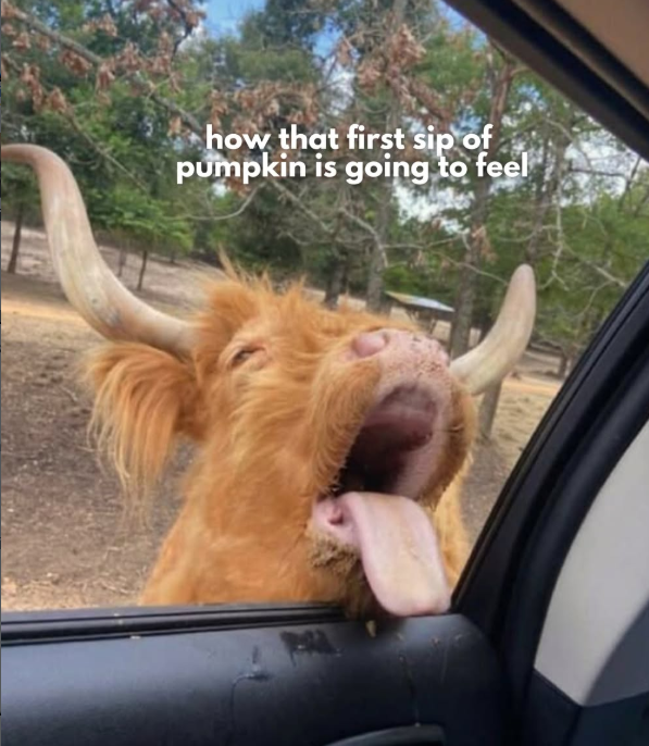 how that first sip of pumpkin is going to feel