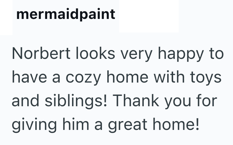 mermaidpaint Norbert looks very happy to have a cozy home with toys and siblings! Thank you for giving him a great home!