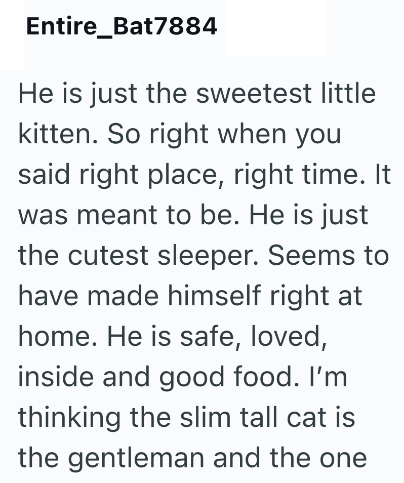 Entire_Bat7884 He is just the sweetest little kitten. So right when you said right place, right time. It was meant to be. He is just the cutest sleeper. Seems to have made himself right at home. He is safe, loved, inside and good food. I'm thinking the slim tall cat is the gentleman and the one