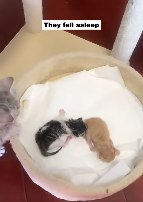 They fell asleep