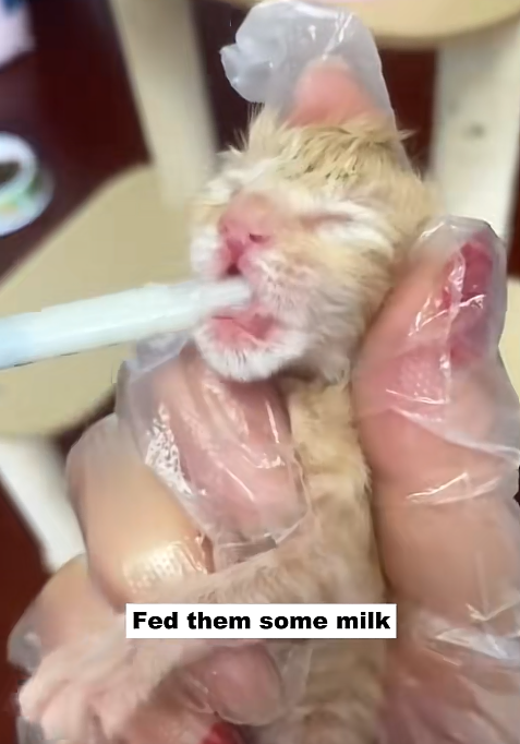 Fed them some milk