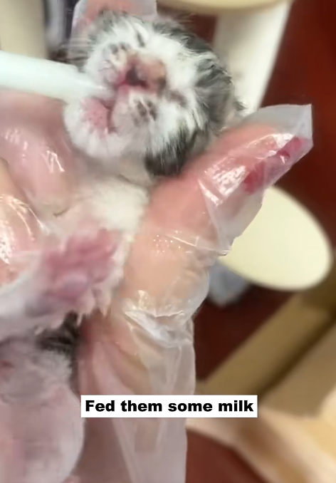 Fed them some milk