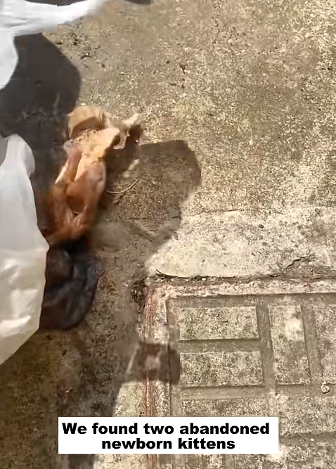 We found two abandoned newborn kittens