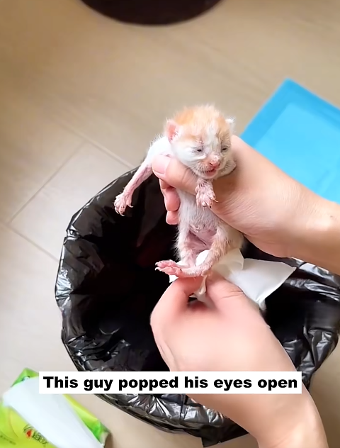 This guy popped his eyes open