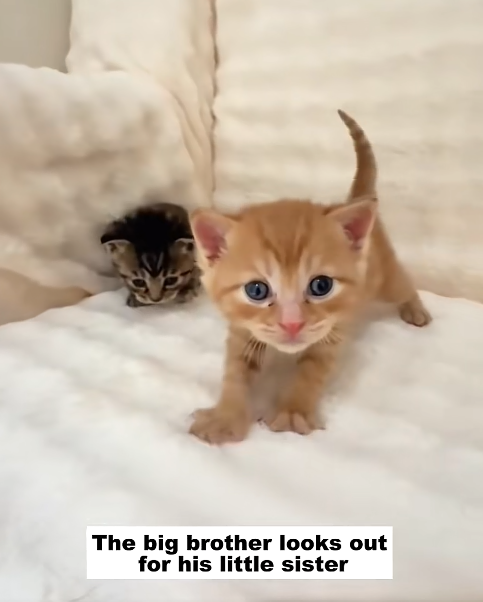 The big brother looks out for his little sister