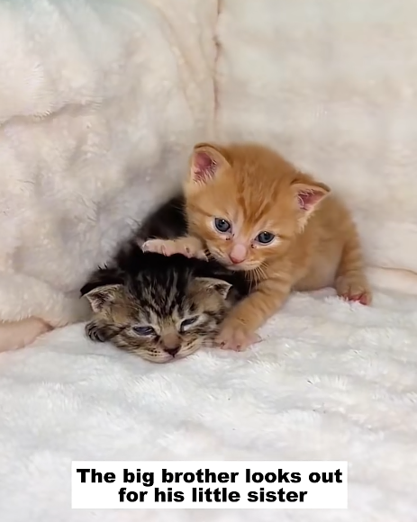 The big brother looks out for his little sister