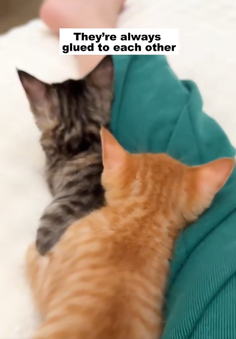 They're always glued to each other