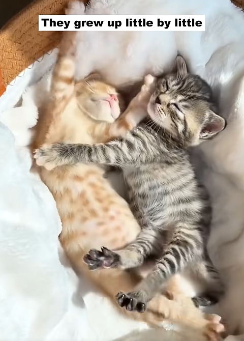 They grew up little by little