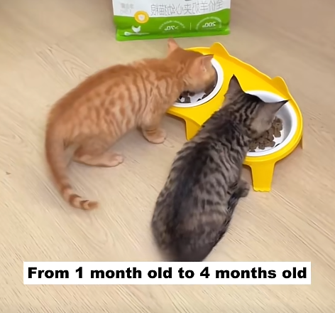 9934 From 1 month old to 4 months old
