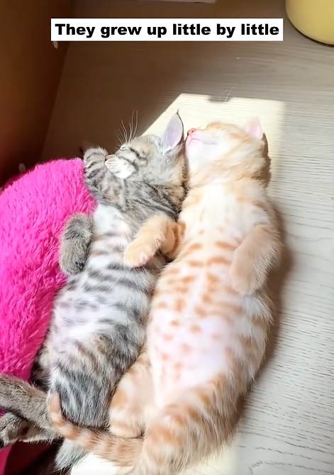 They grew up little by little TO