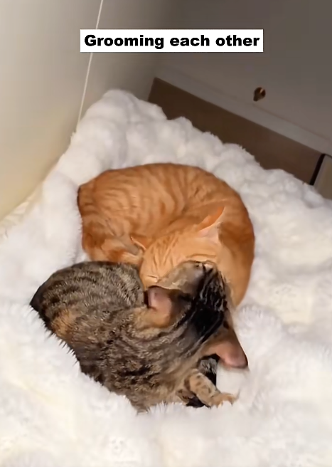 Grooming each other