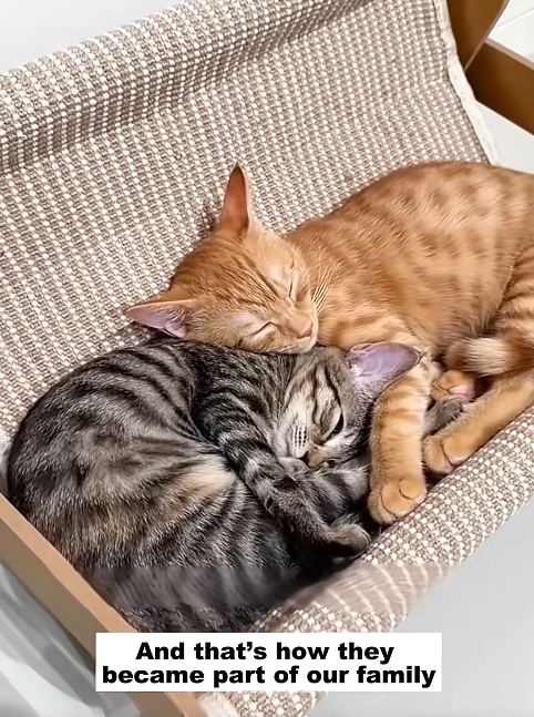 And that's how they became part of our family