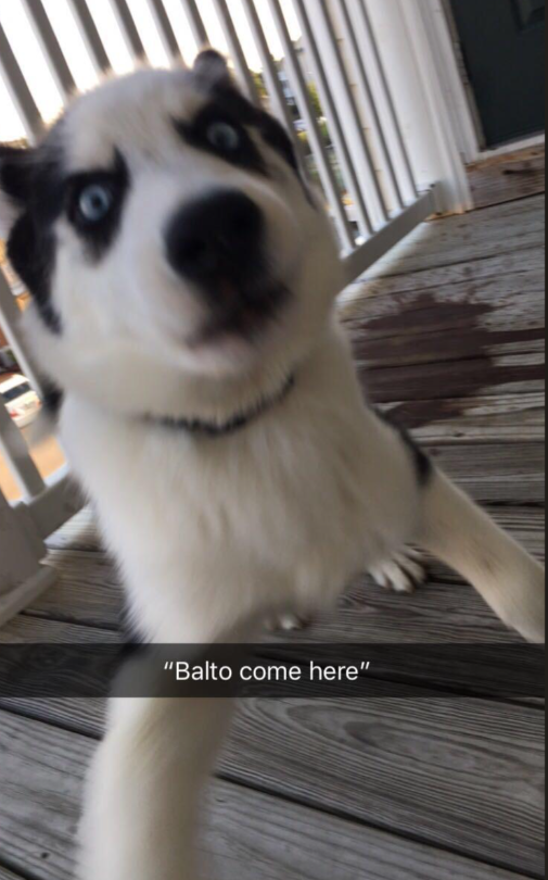 "Balto come here"