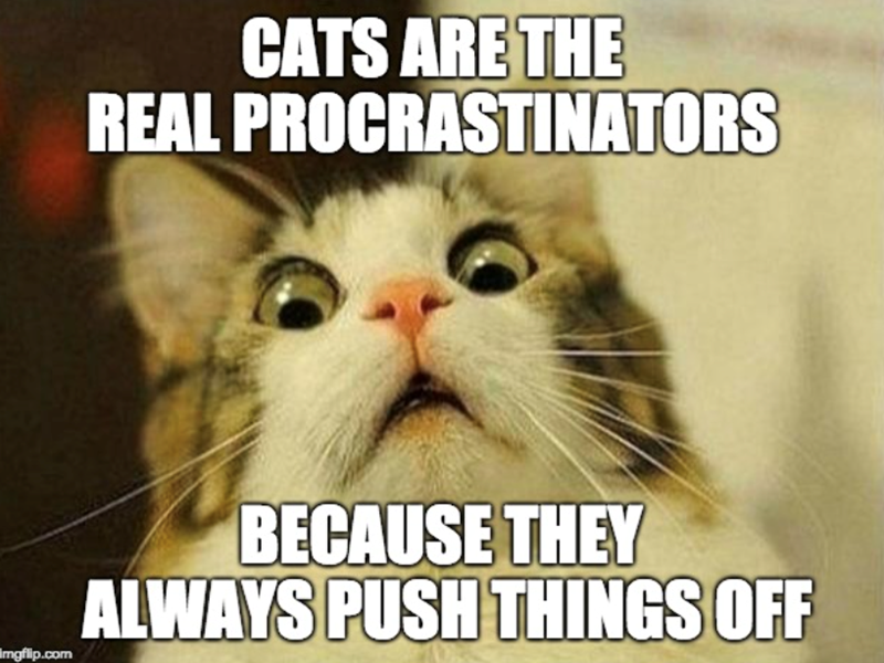 CATS ARE THE REAL PROCRASTINATORS imgflip.com BECAUSE THEY ALWAYS PUSH THINGS OFF