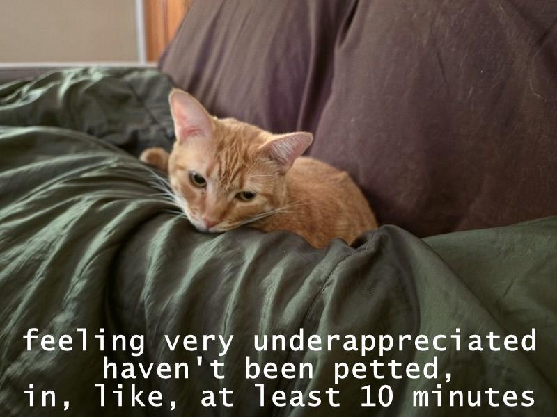 feeling very underappreciated haven't been petted, in, like, at least 10 minutes