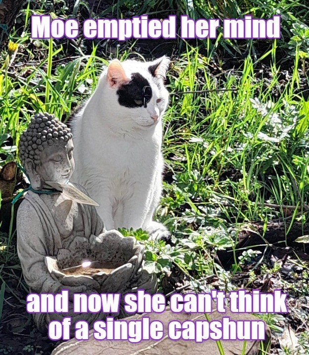 Moe emptied her mind and now she can't think of a single capshun