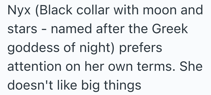 Nyx (Black collar with moon and stars named after the Greek - goddess of night) prefers attention on her own terms. She doesn't like big things