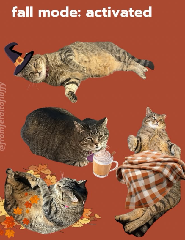 @fromferaltofluffy fall mode: activated