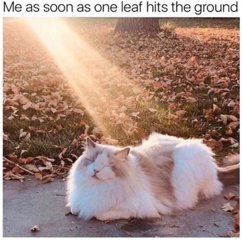 Me as soon as one leaf hits the ground