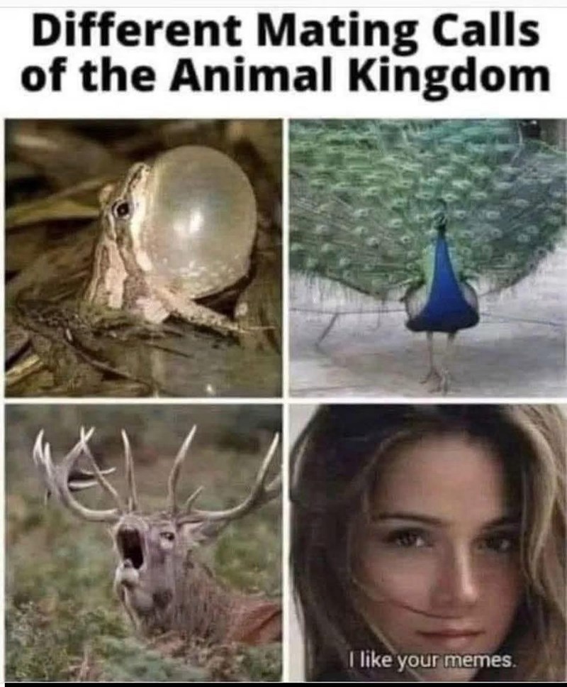 Different Mating Calls of the Animal Kingdom I like your memes.