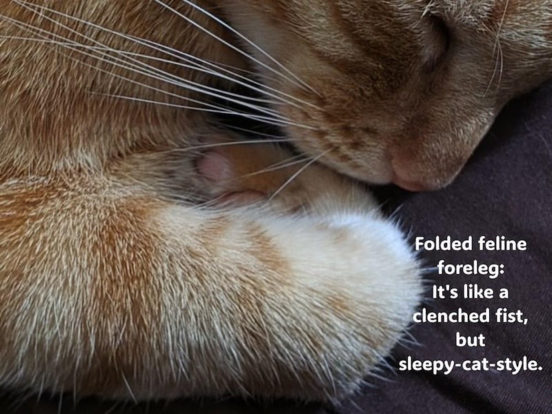 Folded feline foreleg: It's like a clenched fist, but sleepy-cat-style.