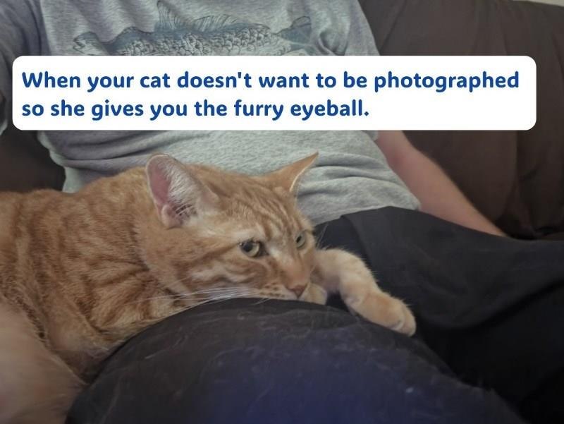 When your cat doesn't want to be photographed so she gives you the furry eyeball.
