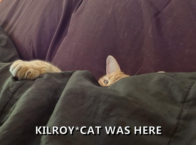 KILROY*CAT WAS HERE