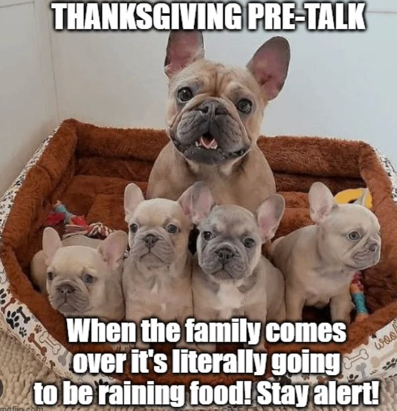 THANKSGIVING PRE-TALK maflinchi When the family comes over it's literally going to be raining food! Stay alert! woo
