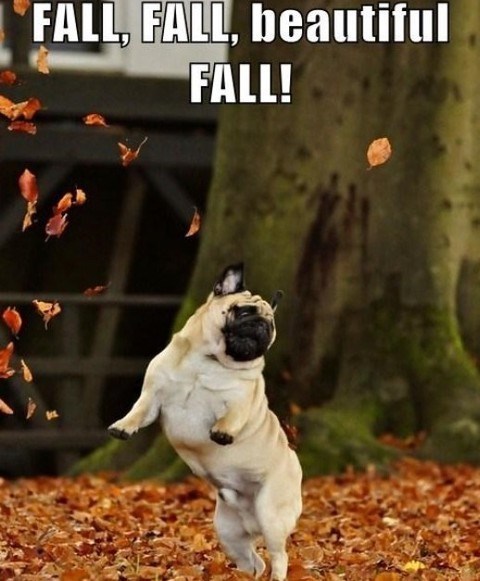FALL, FALL, beautiful FALL!
