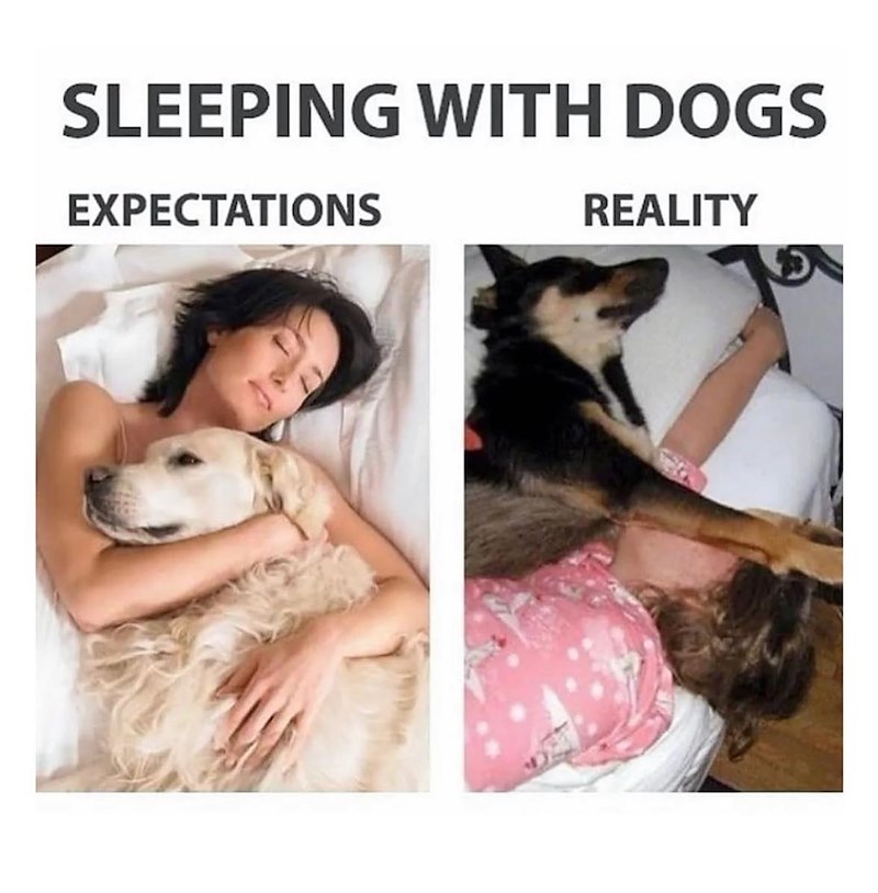 SLEEPING WITH DOGS EXPECTATIONS REALITY