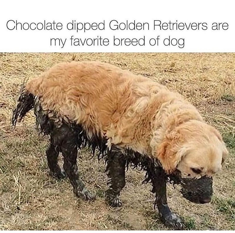 Chocolate dipped Golden Retrievers are my favorite breed of dog