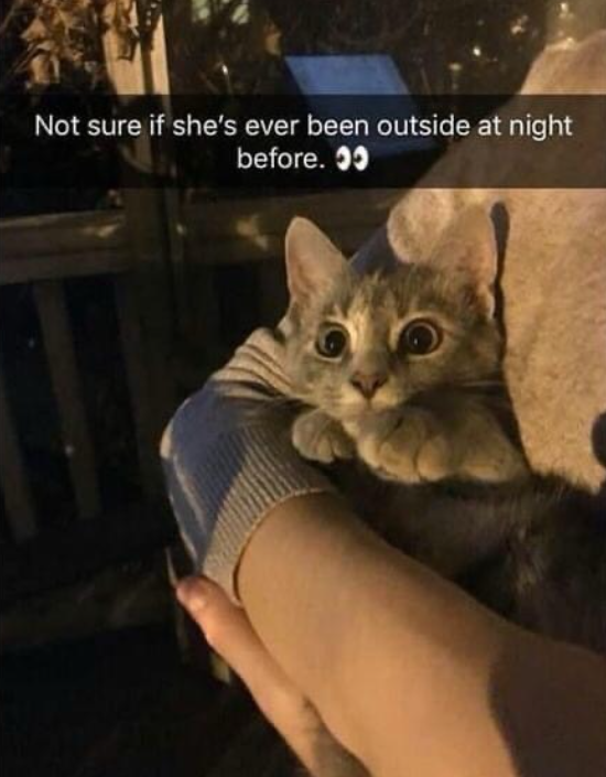 Not sure if she's ever been outside at night before.