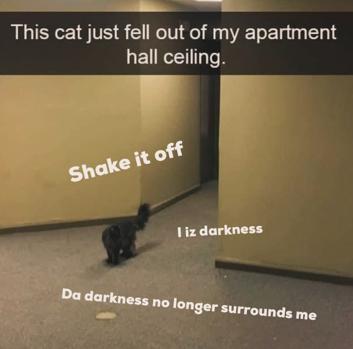 This cat just fell out of my apartment hall ceiling. Shake it off I iz darkness Da darkness no longer surrounds me