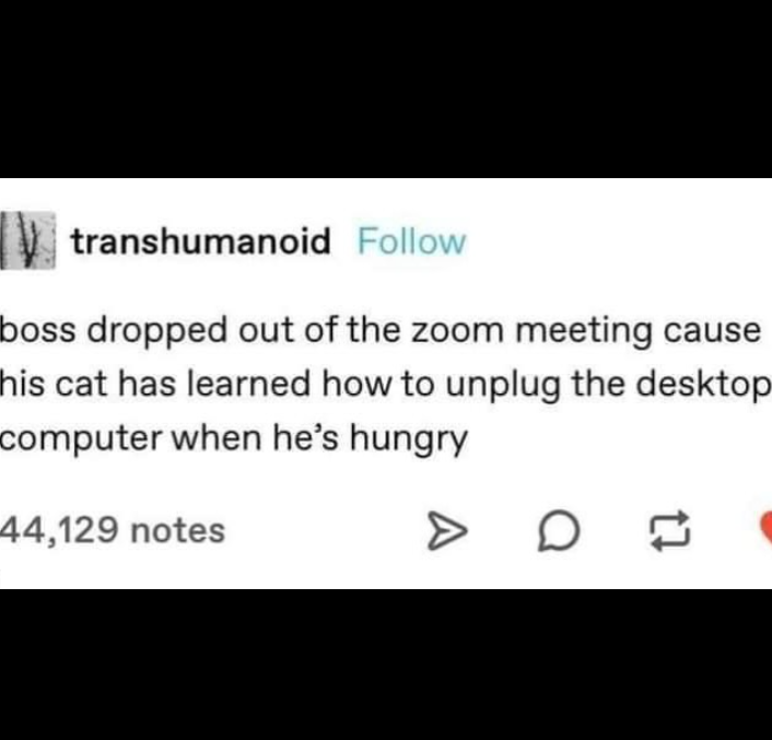 transhumanoid Follow boss dropped out of the zoom meeting cause his cat has learned how to unplug the desktop computer when he's hungry 44,129 notes on
