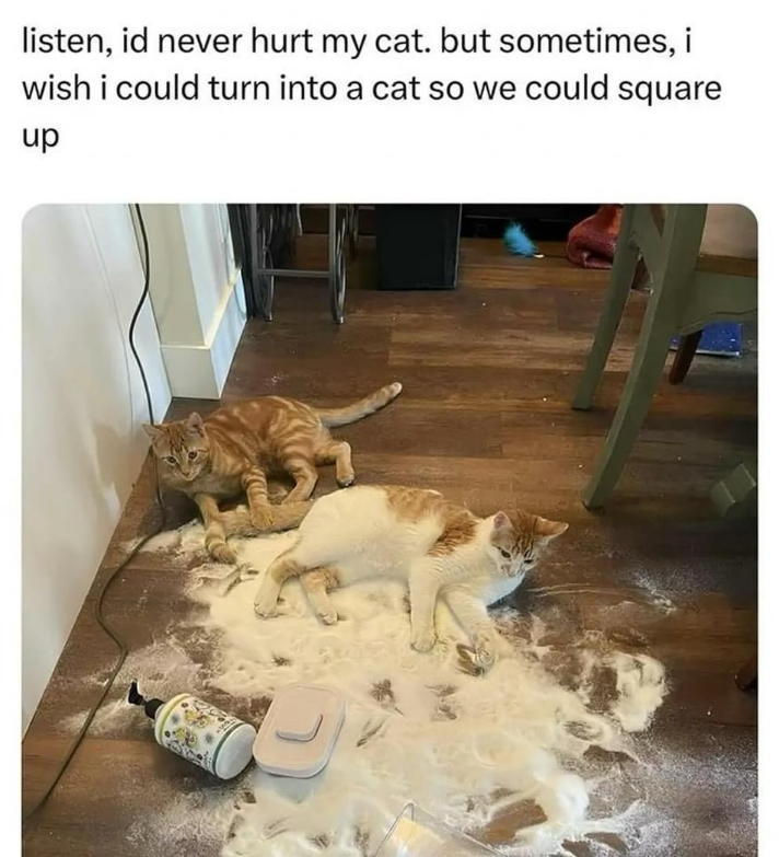 listen, id never hurt my cat. but sometimes, i wish i could turn into a cat so we could square up