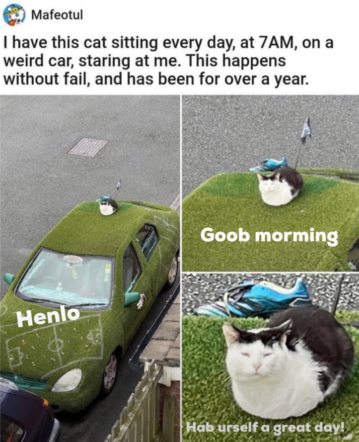 Mafeotul I have this cat sitting every day, at 7AM, on a weird car, staring at me. This happens without fail, and has been for over a year. Henlo Goob morming Hab urself a great day!