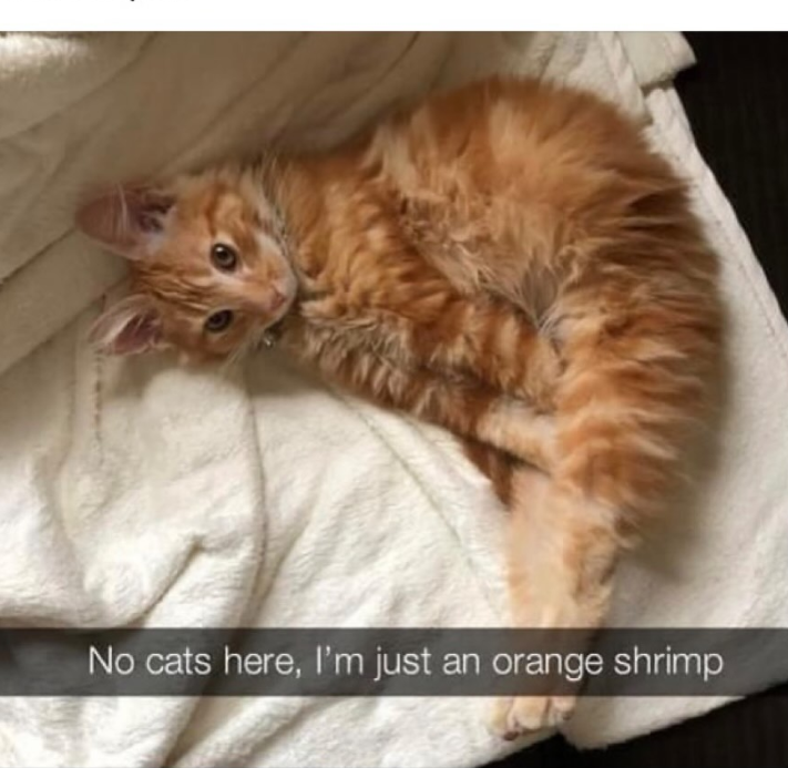 No cats here, I'm just an orange shrimp