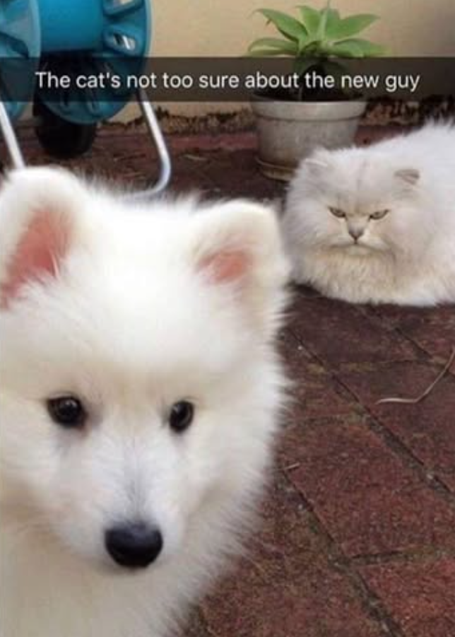 The cat's not too sure about the new guy