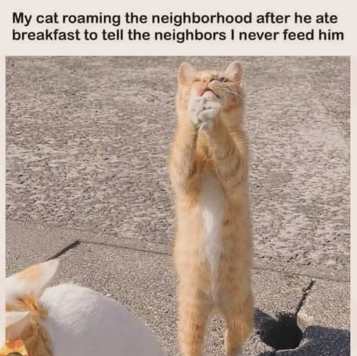 My cat roaming the neighborhood after he ate breakfast to tell the neighbors I never feed him