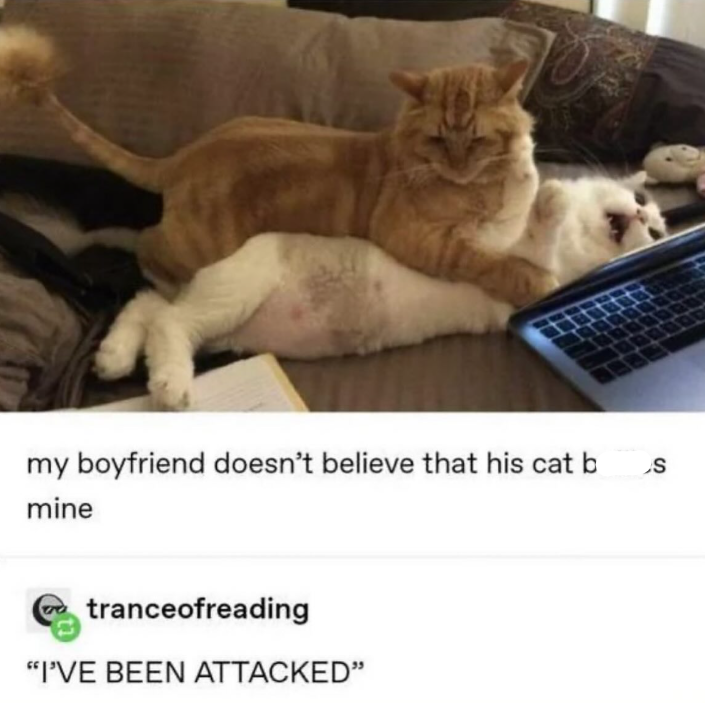 my boyfriend doesn't believe that his cat b mine tranceofreading "I'VE BEEN ATTACKED" S