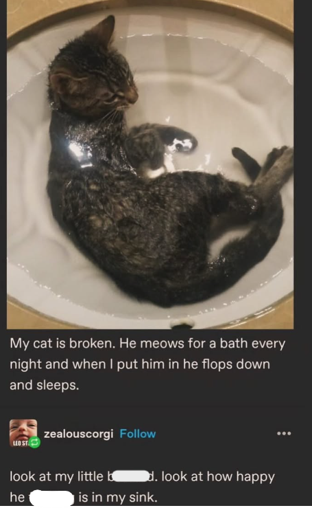 My cat is broken. He meows for a bath every night and when I put him in he flops down and sleeps. LED ST zealouscorgi Follow look at my little b d. look at how happy he is in my sink.