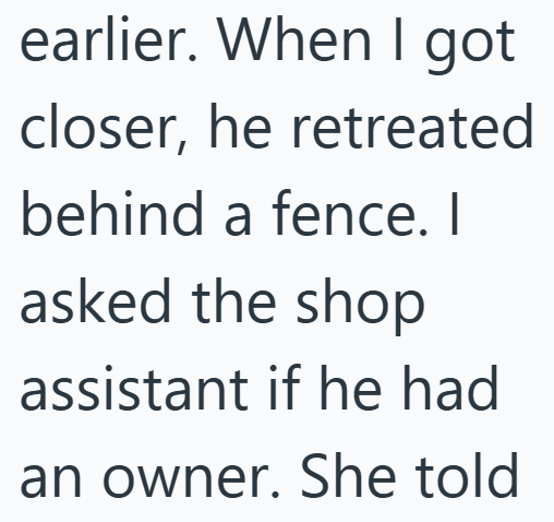 earlier. When I got closer, he retreated behind a fence. I asked the shop assistant if he had an owner. She told