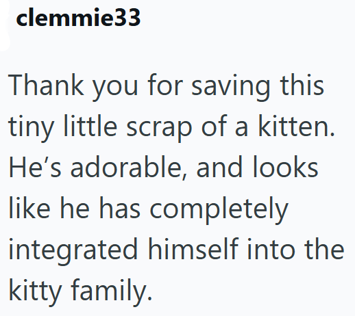 clemmie33 Thank you for saving this tiny little scrap of a kitten. He's adorable, and looks like he has completely integrated himself into the kitty family.